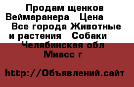 Продам щенков Веймаранера › Цена ­ 30 - Все города Животные и растения » Собаки   . Челябинская обл.,Миасс г.